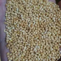 ارزن سوپر  ایرانی درجه یک بوجاری شده ارسال ازشیراز