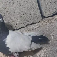 سینه ای|پرنده|خرمشهر, |دیوار