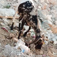 فروش فوری