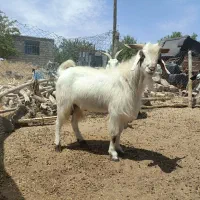 چپش‌دوبرسانن‌‌پاکستانی