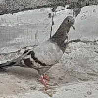 کبوتر معاوضه