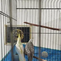 یه جفت عروس هلندی