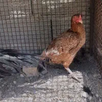 ماده مرغ میانوالی اصیل ضمانتی
