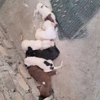 توله سگ اشپیدز