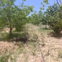 فروش-باغ