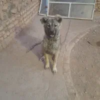 سگ سرابی