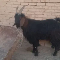 چپش ترکی،بز چاق ،بره افشار