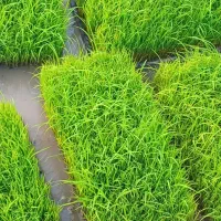 تم باکس نشا هاشمی