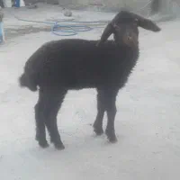 بره نر