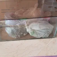آکواریوم کوچک