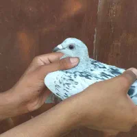 کبوتر شامی مگس