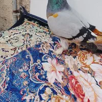 کبوتر