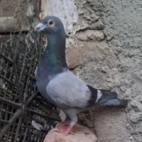 پلاکی نر عراق. سبز دوخط
