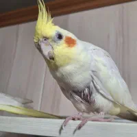 یک عدد عروس هلندی گمشده در حسین آباد مهرشهر