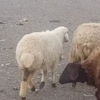 بز  بزغاله  و  بره سبک وزن