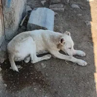 کوچوک 3ماهه سرابی