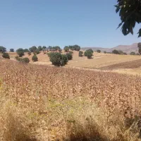 توم گل