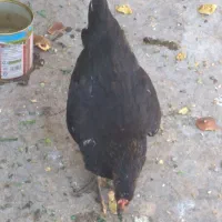 فروش جوجه خروس وباری محلی
