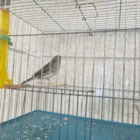 قناری ماده طوسی اماده