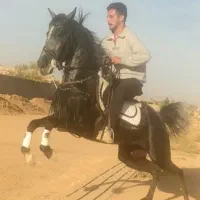 اسب|اسب و تجهیزات اسب‌سواری|معصومیه, |دیوار
