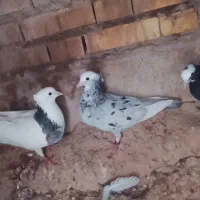 سفید|پرنده|دهلران, |دیوار