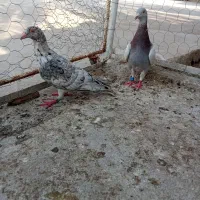 دوتا ماده کبوتر درجه یک