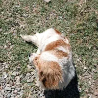 صگ پا کوتاه پامر