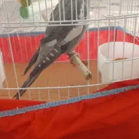 عروس هلندی دستی