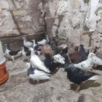 سلام ۴۵ تا حیوان پرشی به شرط