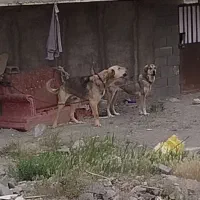 سگ پژدر نر و ماده اصیل