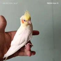 جوجه عروس