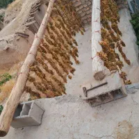 کشمش شغاری