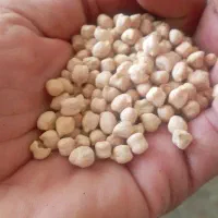 نخود اعلای ریز چگنی