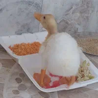 جوجه اردک