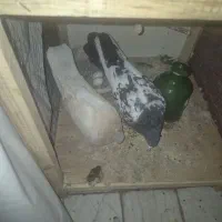 کبوتر خوش ذات  جفت نر. و ماده با جوجه