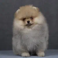 پامرانین|سگ|تهران, پاسداران|دیوار