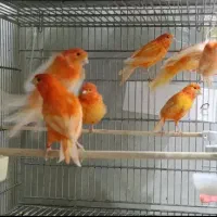 قناری تعداد جوجه بالغ