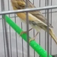 قناری پرنده سهره عروس کوتوله مرغ عشق فنچ