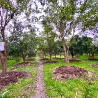 باغ پرتغال روستای اطراف خرم آباد(روستای سنگرمال)
