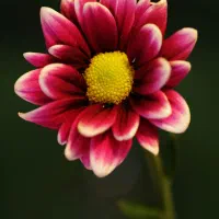 کار درمنزل به صورت آنلاین