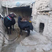 قوچ قره قزل