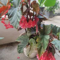 گل خوج/یا بگونیا عروس