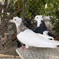 طوقی|پرنده|اصفهان, قلعه طبره|دیوار