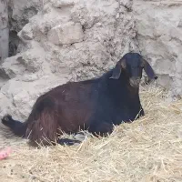 کهره نر جلبک
