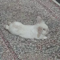 خرگوش معاوضه با اکانت کالاف