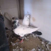 کبوتر،کفترتیدی،ایرانی