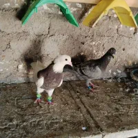 کبوتر طوقی و پلاکی