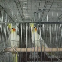 فروش