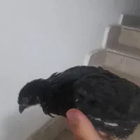 جوجه محلی گلپایگان