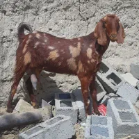 بز پلنگی مری با مال مامله میکنم